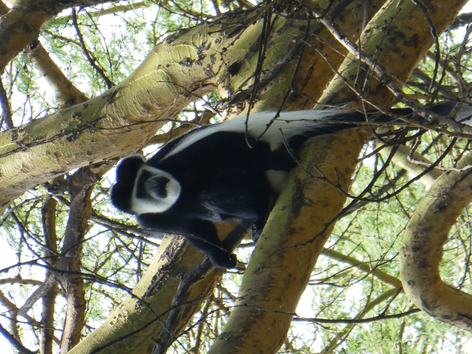 Franjeaap hoog in de boomtoppen