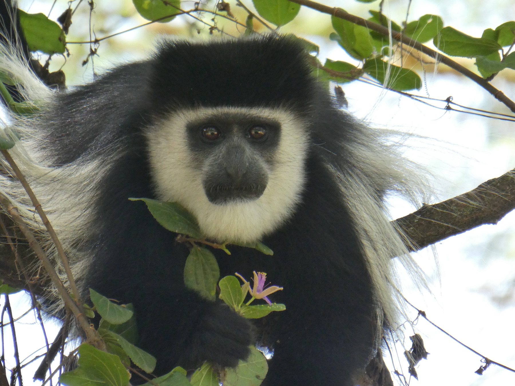 Oostelijke franjeaap in een boom in Kenia